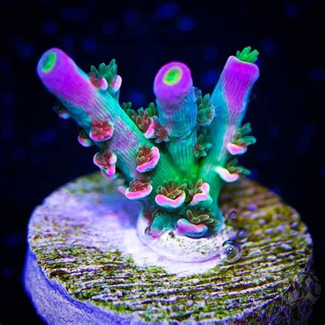 Coral magical wreckers